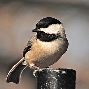 Chickadee