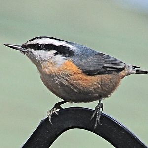 Red-breasted Nuthatch