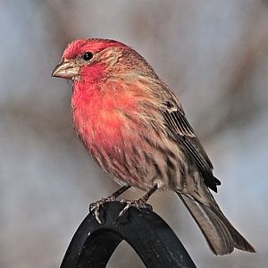 Early Spring House Finch