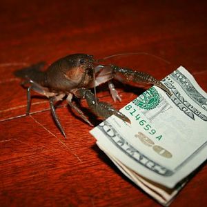 crab_bill