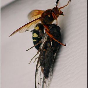 cicada