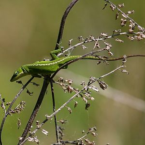 green