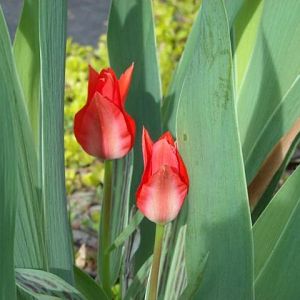 Red Riding Hood Tulips