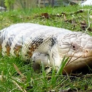 Dinoskink