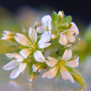 More_tiny_flowers_b