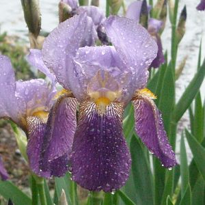 Iris_035