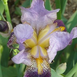 Iris_003