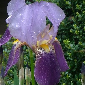 Iris_018