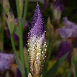 Iris_0491