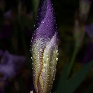 Iris_0481