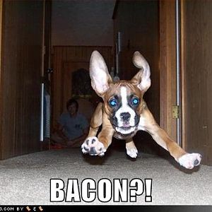 funny-dog-pictures-dog-runs-to-bacon