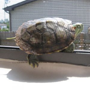 Rene'es  Turtle