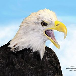 "Talon" American Bald Eagle
