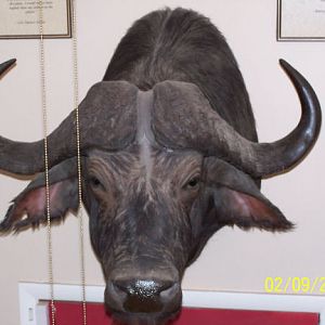 Cape_Buffalo