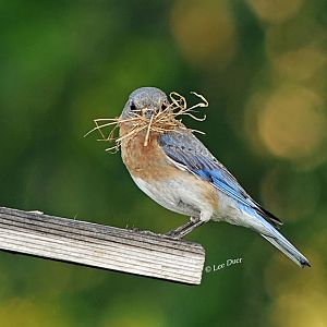 Bernice, the bluebird,..."It's rude to sing with your beak full!"