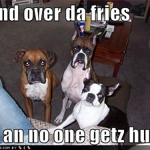 funny-dog-pictures-dogs-suggest-that-you-hand-over-the-fries