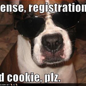 funny-dog-pictures-dog-asks-for-your-license-registration-and-cookie