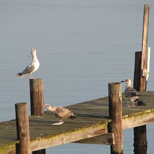 Petulant seagulls