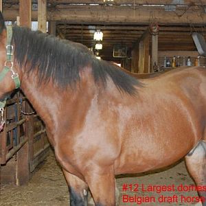 #12 Largest domestic animal (Belgian Draft Horse)