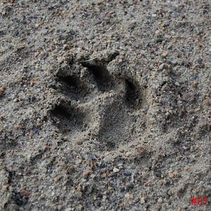 #21 Footprint