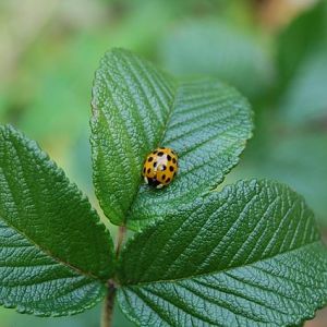 #20 Macro of a bug