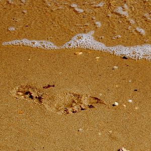 Footprint_21