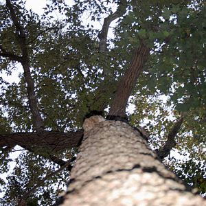 Tree_from_a_different_angle_17