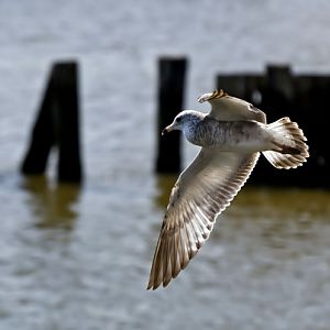 #37 Bird In Flight