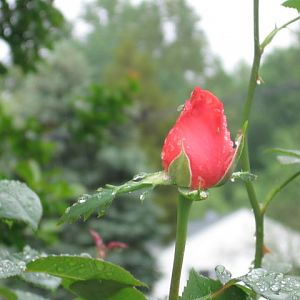rain on a rose