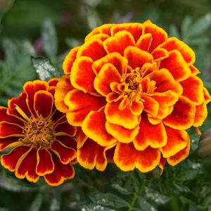 Marigolds