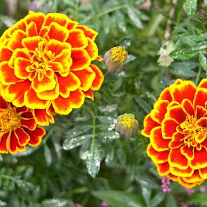 Marigolds