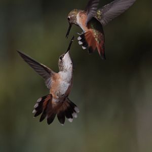 Rufous Hummers - photo by Eric Gofreed