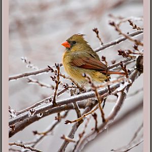 Cardinal on Ice