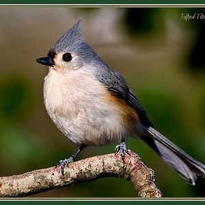 Tufted Titmouse