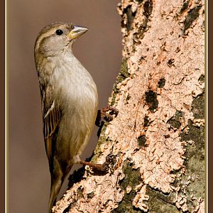 House Sparrow