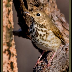 Hermit Thrush