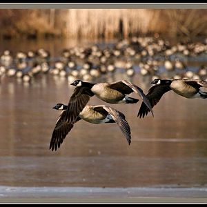 Canadian Geese in Flight