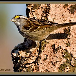 White Throated Sparrow