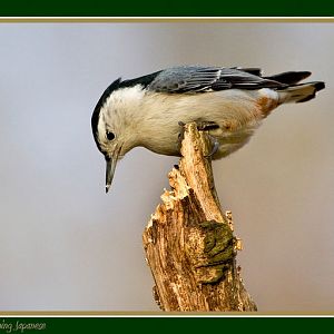 White Breasted Nuthatch