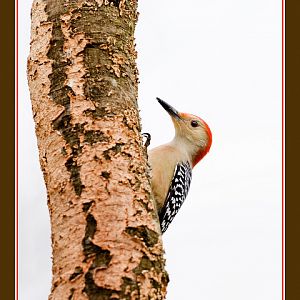 Red Bellied Woodpecker (High Key Background)