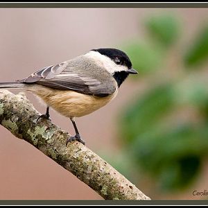 Carolina Chickadee