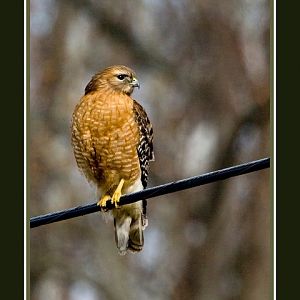 Red Shouldered Hawk