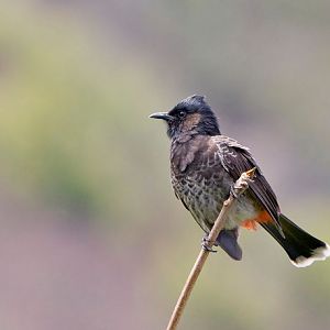 Red Vented Bulbul in Oahu, Hawaii