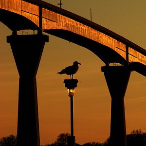 Sunset Seagulll