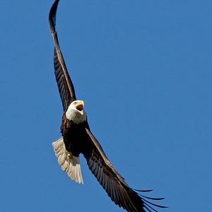 Bald Eagle at Sotterley