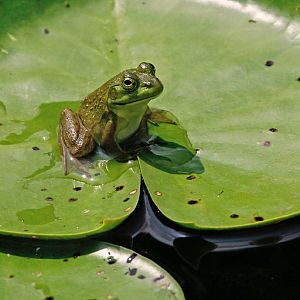Froglet