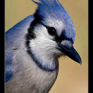 Blue Jay in Profile