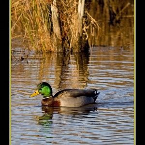 Mallard in Morning Light