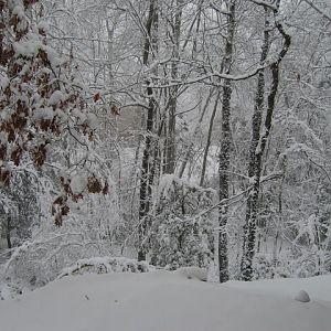 1 Mar 2009 Snow in Town Creek