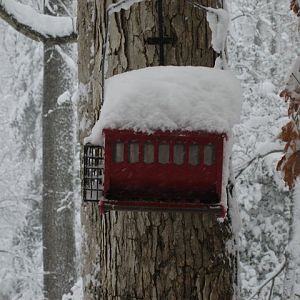 1 Mar 2009 Snow in Town Creek